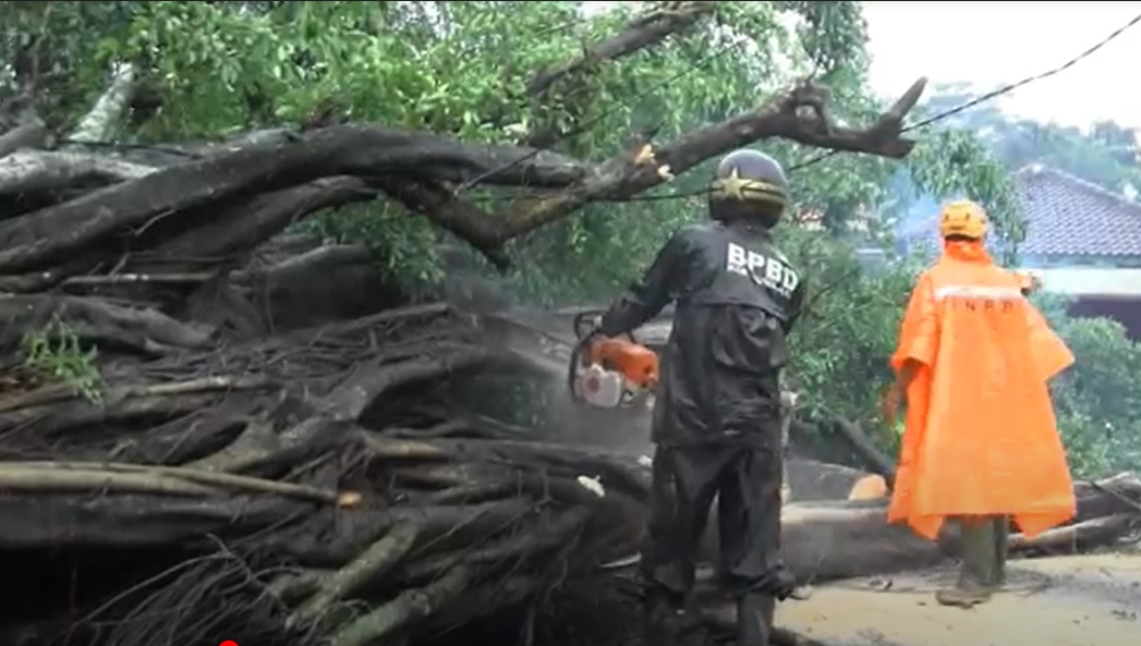 Petugas mengavakusi pohon tumbang yang menutup jalur Banyuwangi-Surabaya di Lumajang.