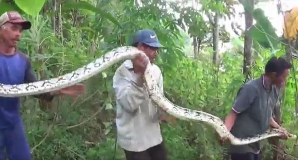 Kekenyangan, Ular Piton Pemangsa Ternak Ditangkap Warga