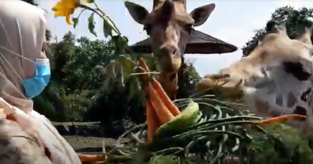 Jerapah penghuni Taman Safari II Prigen mendapat kado tumpeng sayur dan buah