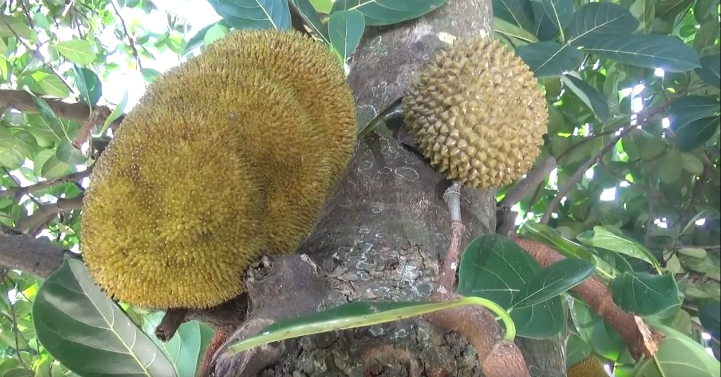 Unik, Pohon Nangka Berbuah Durian