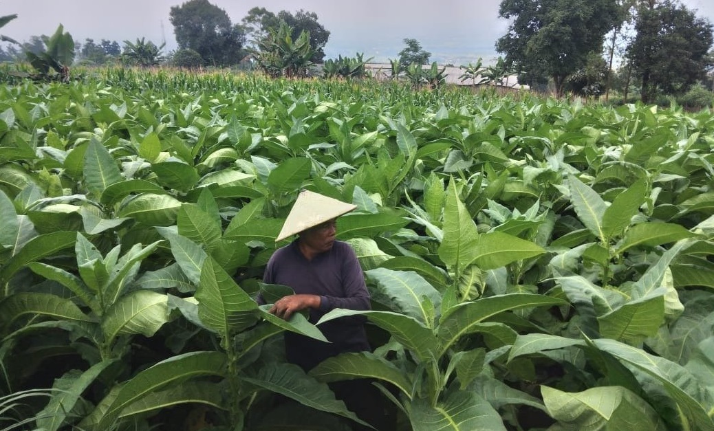 Petani tembakau Magetan khwatirkan curah hujan yang tinggi hingga berpengaruh pada kualitas tembakau (Foto / Metro TV)