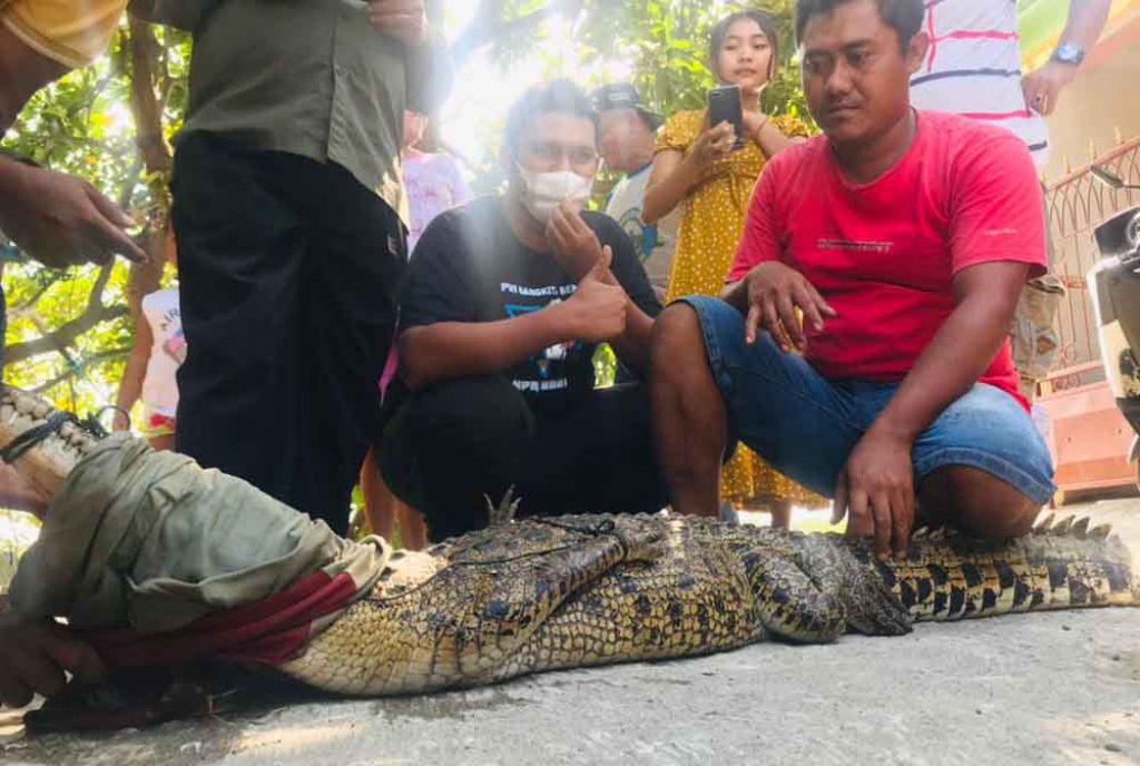 Warga tangkap buaya yang sebelumnya dilepas di sungai Mojokerto (Foto / Metro TV)