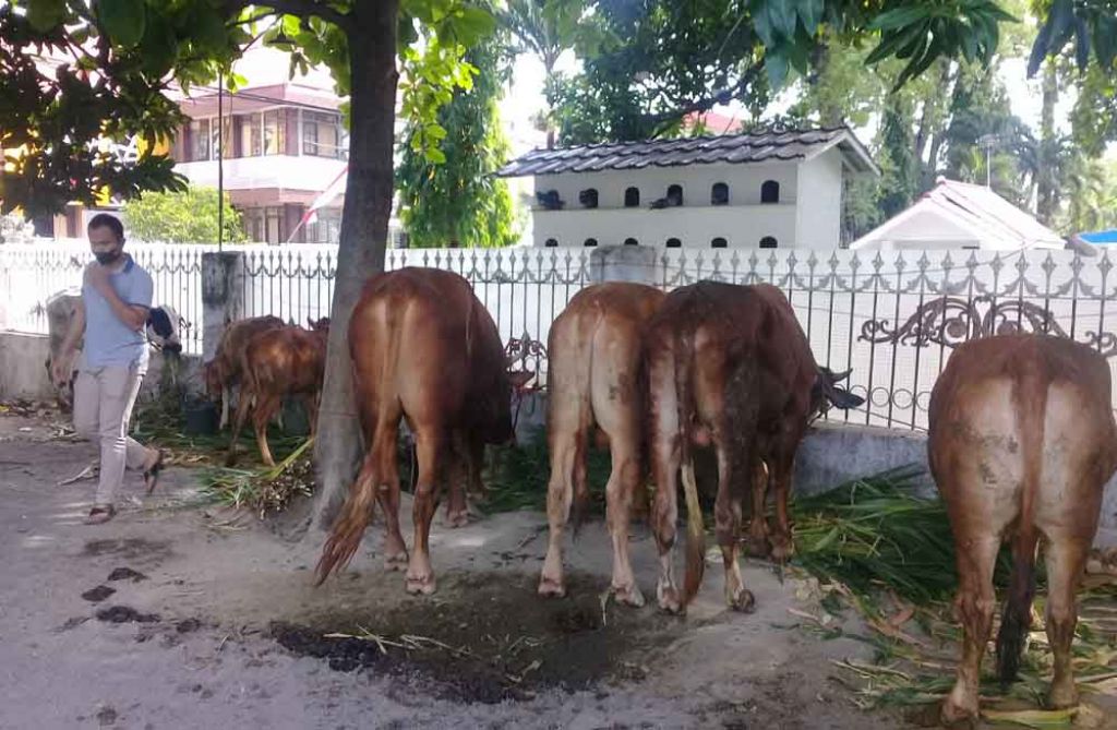 Komplotan Pencuri Hewan di Probolinggo Diringkus, Amankan 7 Ekor Sapi dan 5 Kambing