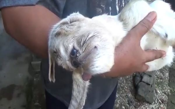 Heboh Kambing Berwajah Mirip Monyet di Pacitan, Begini Penampakkannya