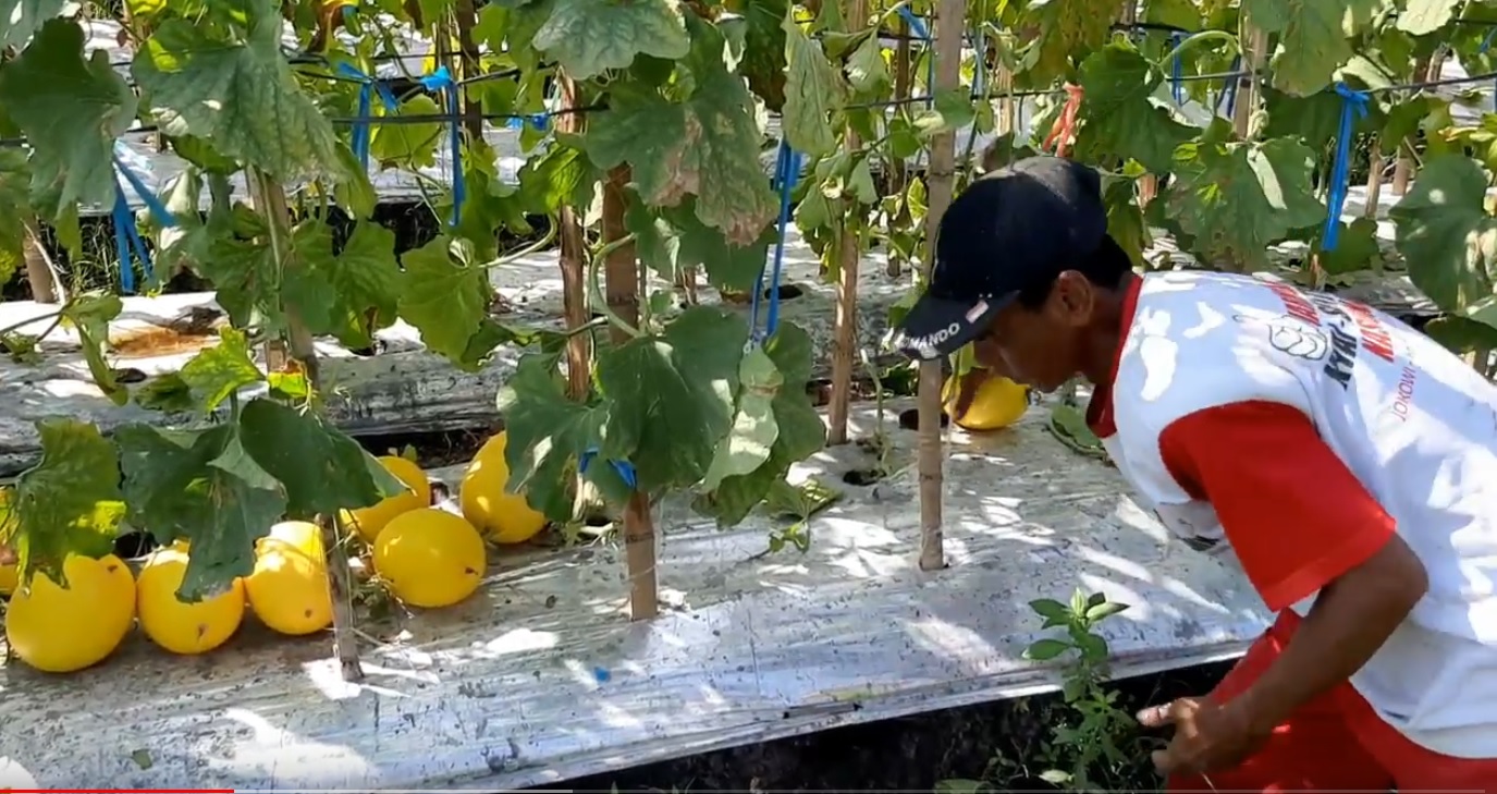 Inovasi Petani di Gresik Ini Sukses Hasilkan Melon Unggul