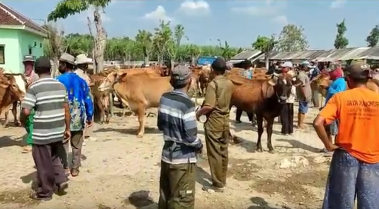  Pasar Hewan Kecamatan Tikung,  Kabupaten Lamongan sepi pembeli. (metrotv)