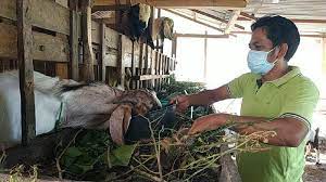 Ki Supinardi Utomo saat memberi makan kambingnya (Foto / metro TV)