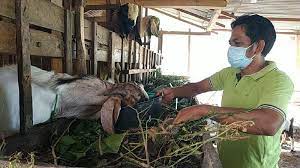 Belasan Job Manggung Batal, Dalang Pacitan Jadi Peternak Kambing