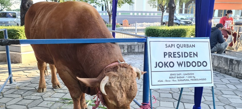 Seekor sapi kurban Presiden Jokowi akan disembelih di Masjid Nasional Al-Akbar Surabaya (MAS) pada Iduladha 1442 Hijriyah 2021.(medcom.id/Amal)