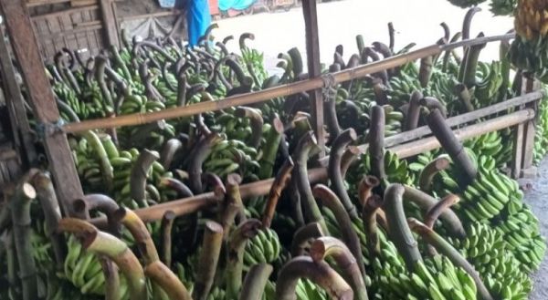 Beras Pisang Lumajang Mulai Dikembangkan