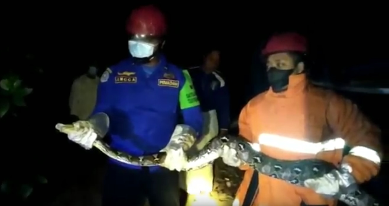 Tim Damkar Trenggalek Tangkap Piton Pemangsa Ternak