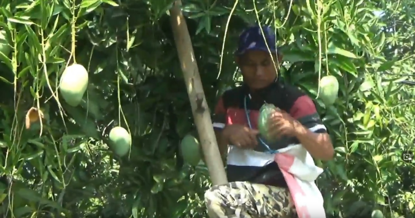 Petani Mangga Alpukat Pasuruan Kewalahan Penuhi Permintaan Pasar Lokal