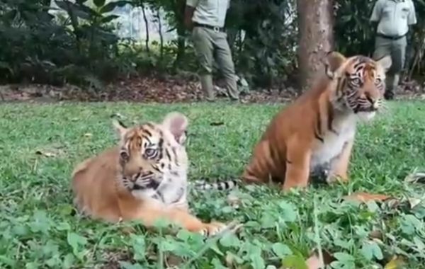 Pertama, 2 Harimau Sumatra Lahir di Taman Safari Prigen