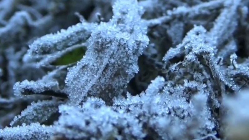 Cuaca dingin membekukan embun yang menutupi rumput di kawasan Gunung Bromo (Foto / Istimewa)