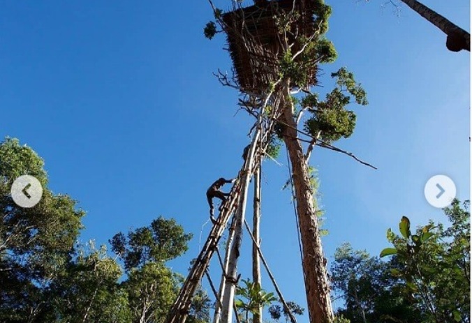 Suku Karowai asal Papua yang tinggal di atas pohon (Foto / Istimewa)