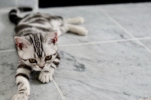 Hari Kucing Sedunia, Ini 5 Fakta Unik Si Anabul