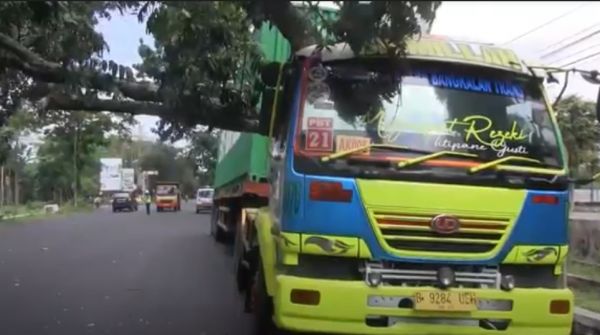 Brukk..!! Pohon Tumbang Timpa Truk di Lumajang