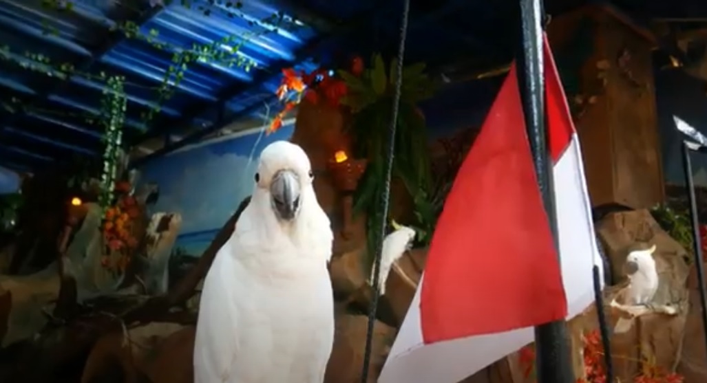 Kawanan burung paruh bengkok penghuni Eco Green Park Batu menggelar upacara memperingati HUT Republik Indonesia RI Ke-76. (metrotv)