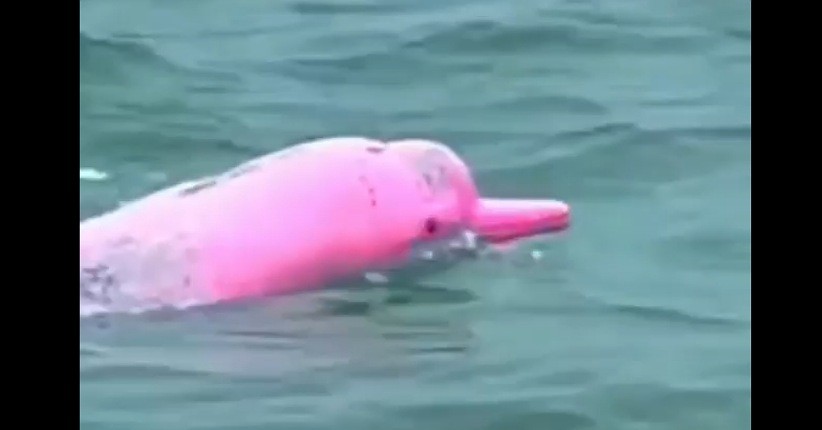 Kemunculan lumba-lumba pink menakjubkan warganet (Foto / istimewa)