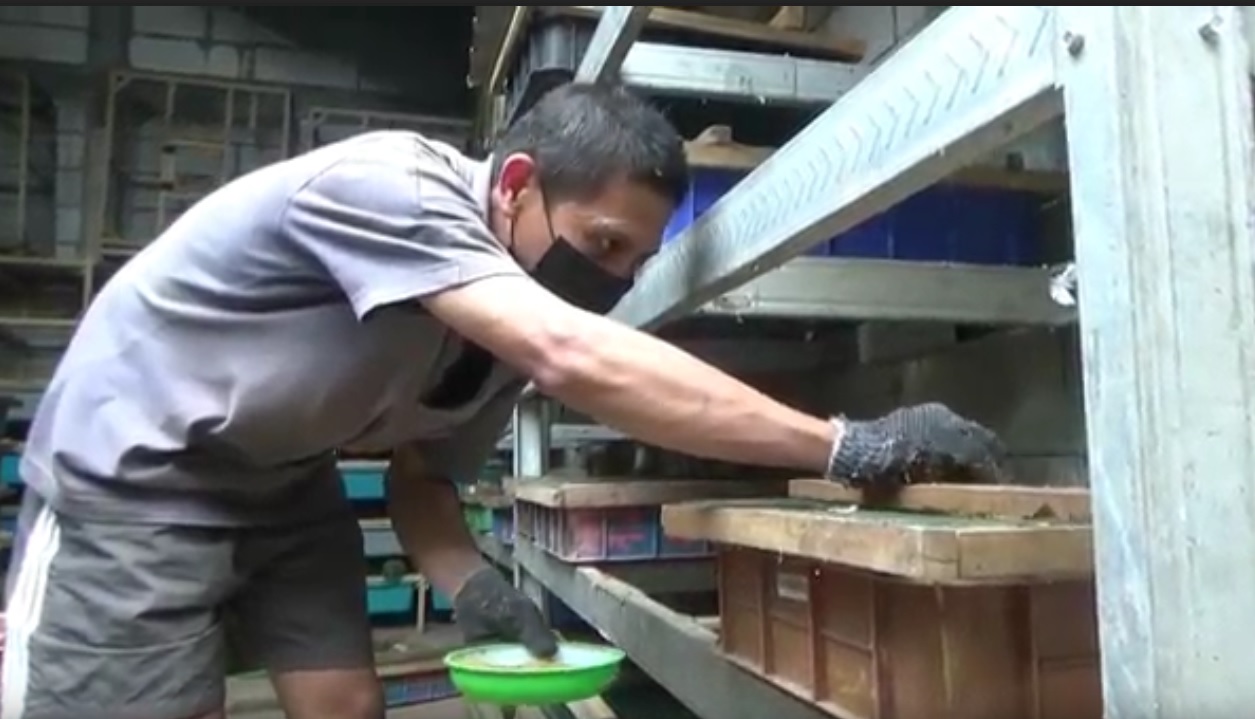 Kisah Mantan Petinju Nasional Sukses Ternak Tikus Putih