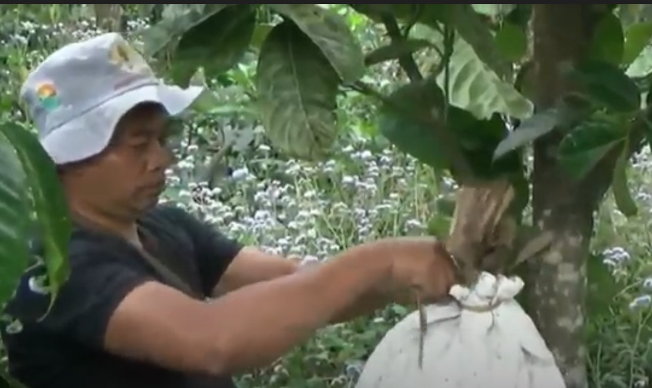 Nur Hidayat, petani organik dari Kabupaten Pasuruan. (metrotv)  
