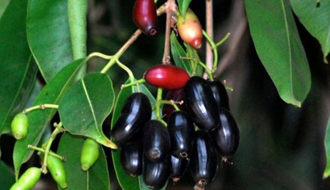 Menikmati si Jamblang, Buah Langka yang Mampu Mengingatkan Kenangan Masa Kecil