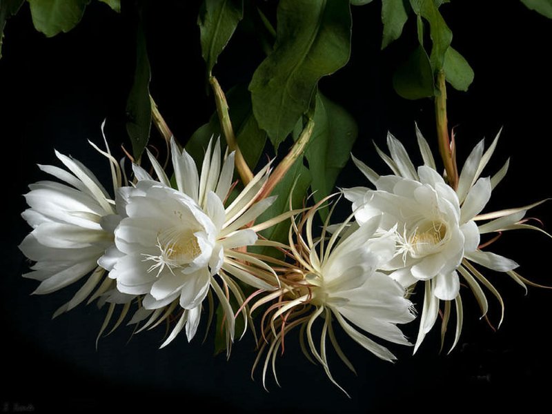 Bunga  wijayakusuma (ist)