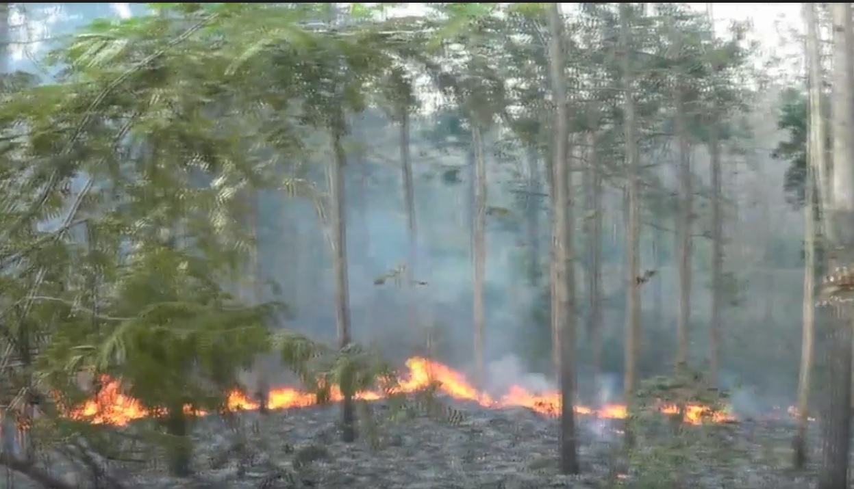 Api melahap hutan jati produktif milik Perhutani Bojonegoro. (metrotv)