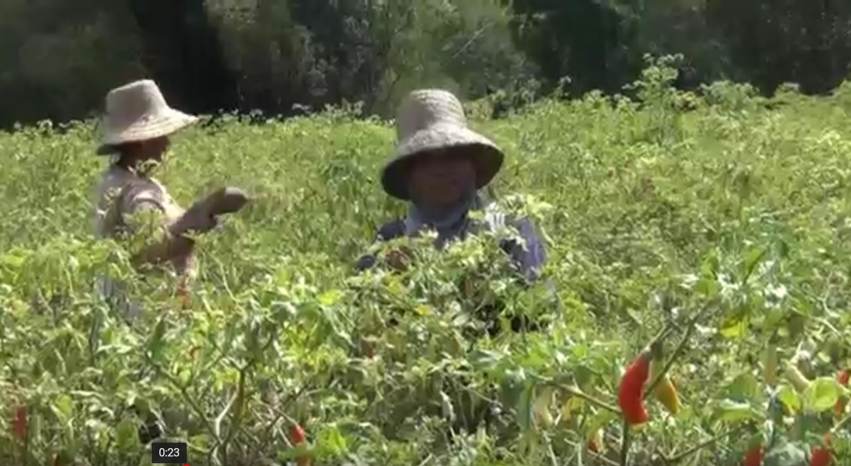 Harga Anjlok, Petani Biarkan Cabai Membusuk