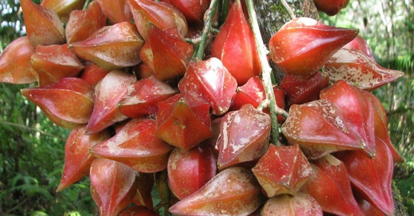 Penampakan belimbing darah yang langka asal Kalimantan (Foto / Istimewa)