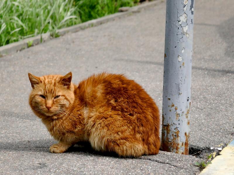 Mana Lebih Baik, Merawat Kucing dalam Rumah atau Dibiarkan Kluyuran?