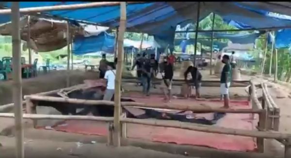 Dor...! Arena Sabung Ayam Beromzet Puluhan Juta Digerebek Polisi
