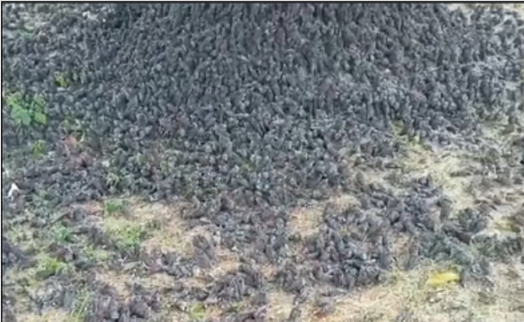 Bangkai ribuan burung pipit di kuburan Banjar Sema, Desa Pering, Kecamatan Blahbatuh, Kabupaten Gianyar, Bali. (ist)