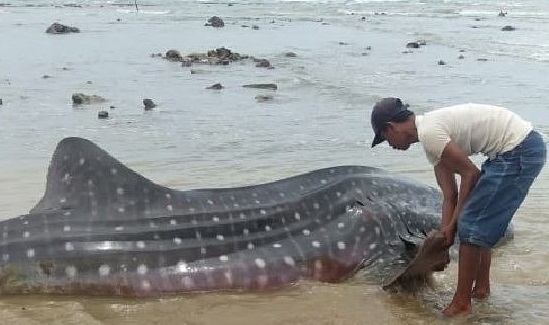 Salah satu warga mencoba menyelamatkan hiu tutul yang terdampar di pantai Sampang (Foto / Metro TV)