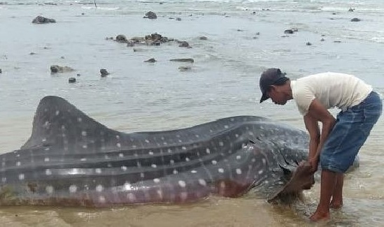 Hiu Tutul Sebesar Gerobak Terdampar di Pantai Sampang