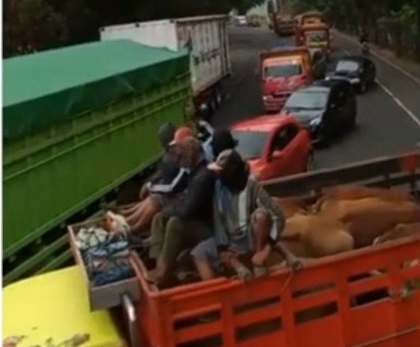Aksi blokade jalan para sopir truk pengangkut sapi di Tuban, Jawa Timur. (metrotv)