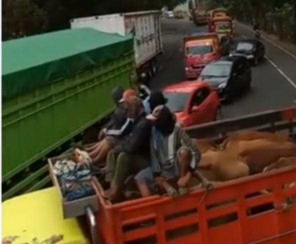 Puluhan Truk Pengangkut Sapi Blokade Jalur Pantura Tuban