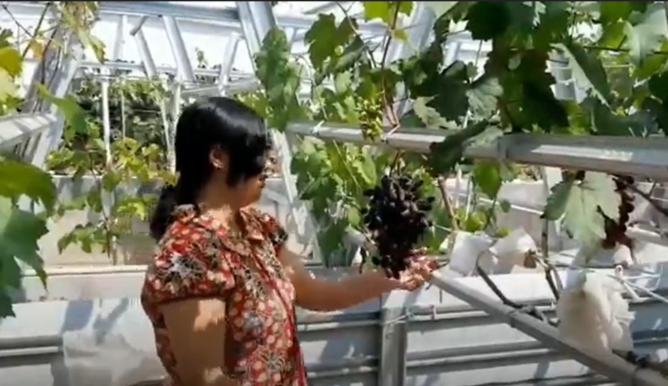 Jenuh Menganggur, Ibu di Pasuruan Sukses Budidaya 50 Jenis Anggur