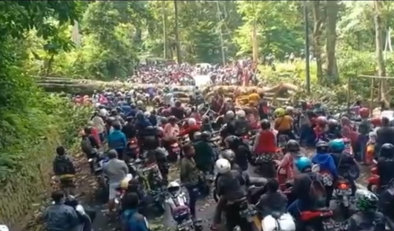 Kondisi lalu lintas macet akibat pohon tumbang di Jalur Jember (Foto / Istimewa)