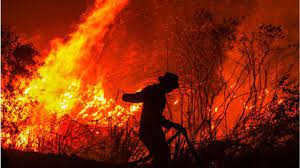 Kebakaran hutan akan sering terjadi saat temperatur bumi naik (Foto / Istimewa)