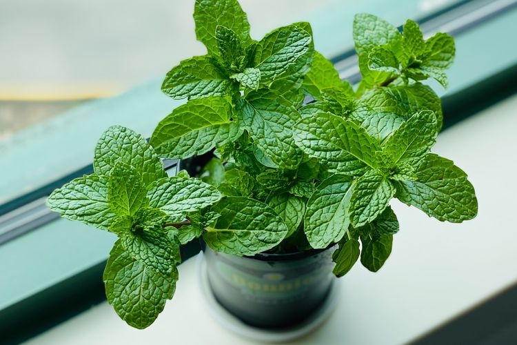 Cara Alami Usir Tikus di Rumah, Letakkan 5 Tanaman Ini