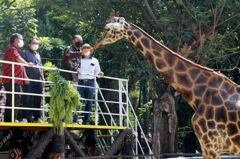 Wali Kota Surabaya Eri Cahyadi memberikan makan jerapah di Kebun Binatang Surabaya (KBS), Sabtu (2/10/2021) (FOTO ANTARA/HO-Humas Pemkot Surabaya)