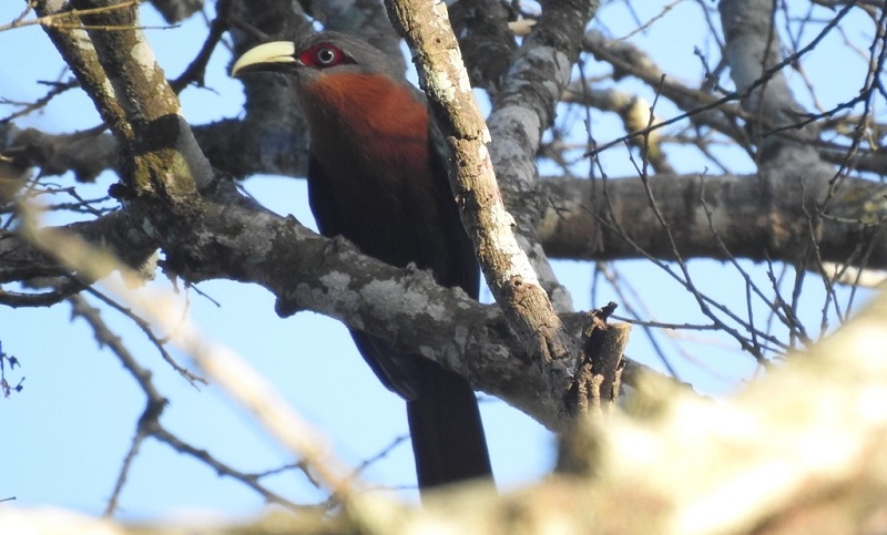 Salah satu daftar burung langka yang ditemukan di Gunung Kelud-Kawi (Foto / Istimewa)