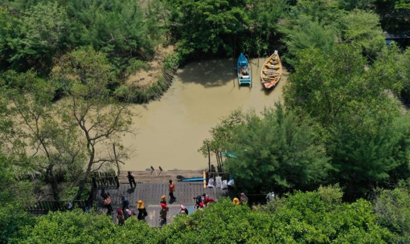 Tunggu Aplikasi PeduliLindungi, Tahura dan Kebun Raya Mangrove Surabaya Segera Beroperasi