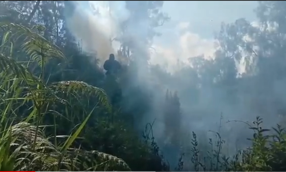 Seorang diri petugas berjuang memadamkan api di kawasan hutan wisata Ijen. (metrotv)