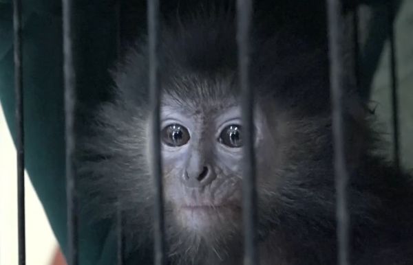 Sindikat Jual Beli Satwa Langka Dibongkar Polda Jatim, Ada Lutung Hingga Harimau!