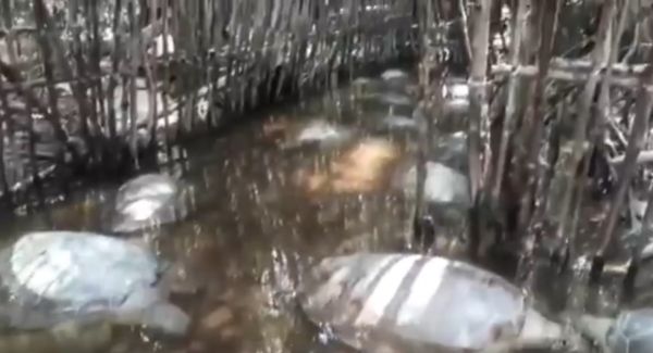 Geger, Kandang Berisi Puluhan Penyu Raksasa Ditemukan di Hutan Bakau Sumenep