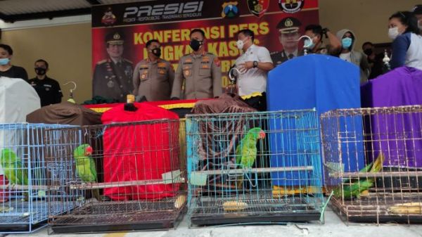 Perdagangan Burung  Endemik Papua Diungkap Polres Sidoarjo
