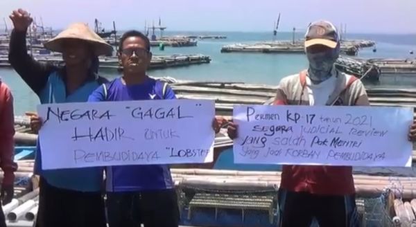 Protes Peraturan Menteri, Pembudidaya Lobster Probolinggo Makan Benur Hidup-hidup
