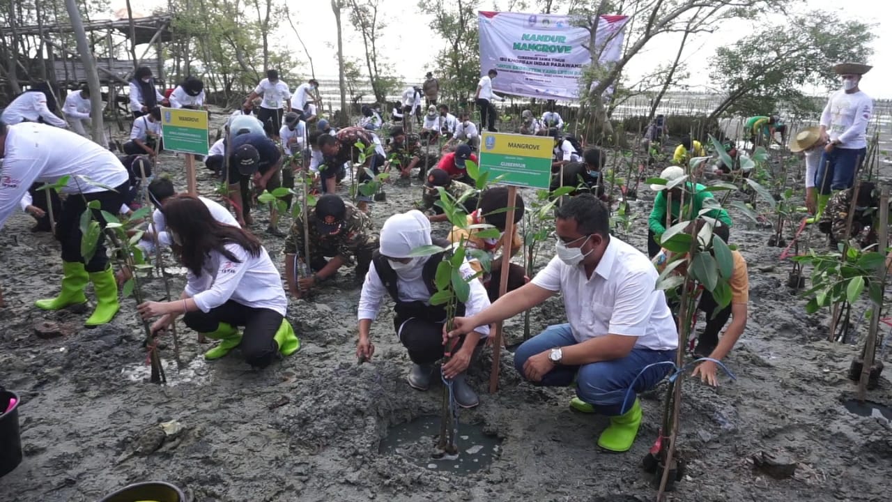 Gubernur Jawa Timur Khofifah Indar Parawansa menanam mangrove di kawasan Kawasan Ekosistem Esensial atau KEE di desa Banyuurip, Kecamatan Ujungpangkah, Gresik,